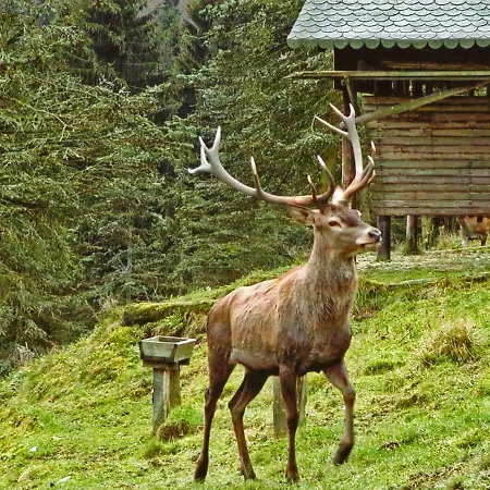 公寓 Gierse 施马伦贝格