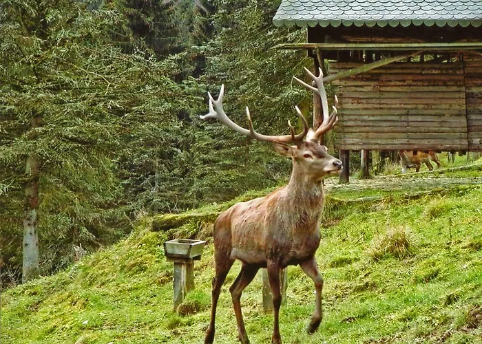 Appartement Gierse Schmallenberg